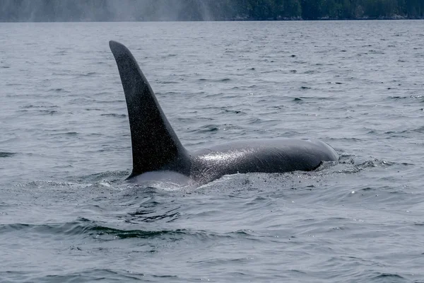图菲诺的虎鲸特写，从船上看到虎鲸 — 图库照片