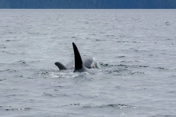 Tofino 'da üç katil balina yüzgeci suyun üstünde, tekneden iki katil balinanın manzarası — Stok fotoğraf