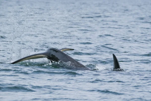 Tofino 'daki katil balina, su üstünde masal ve yüzgeç, katil balinanın teknesinden manzara — Stok fotoğraf