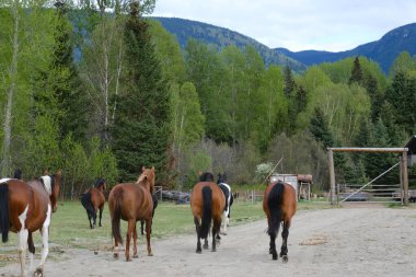 At sürüsü grup halinde çitin arkasındaki Banff Canada 'ya doğru yürür.
