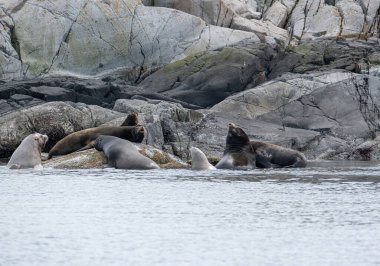 Bir grup altın sarısı deniz aslanı Tofino, Kanada 'da kayaların üzerinde güneşleniyorlar.