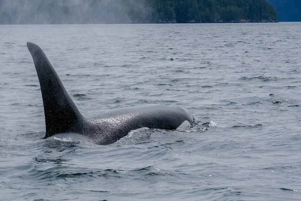 Close-up de baleia assassina em Tofino, vista de barco sobre uma baleia assassina — Fotografia de Stock