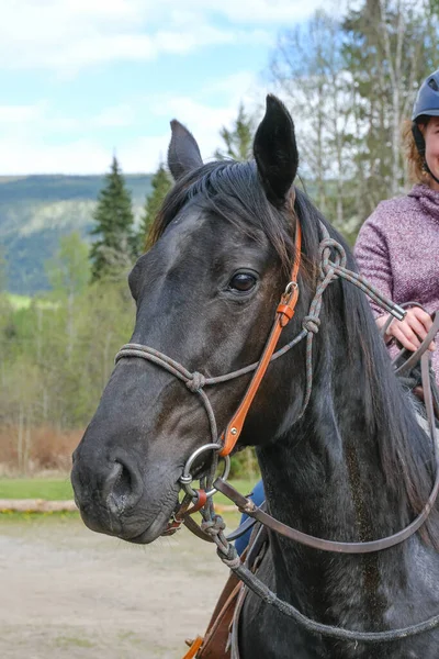 Una joven montando un caballo, parte del caballo, vista frontal en el parque nacional Banff — Foto de Stock