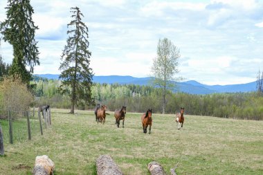 Aydınlık bir yaz gününde çiftlikteki bir tarlada yürüyen birkaç at.