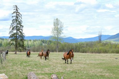 Aydınlık bir yaz gününde çiftlikteki bir tarlada yürüyen birkaç at.
