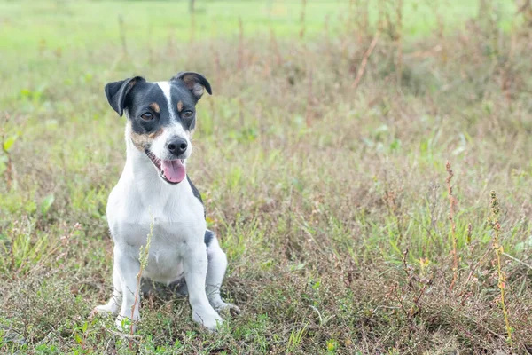 Black and white Jack Russell Terrier posing in a field — Stock Photo, Image