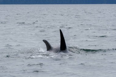 Suyun üstünde yüzgeci olan iki katil balina, iki katil balinanın teknesinden manzaralı.