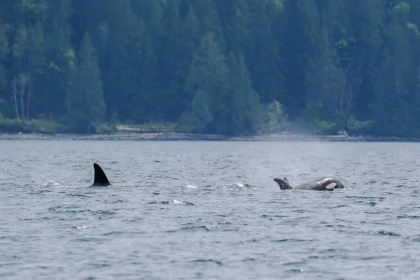 Arka planda Tofino ağaçlarında katil balina, katil balinanın teknesinden manzara — Stok fotoğraf
