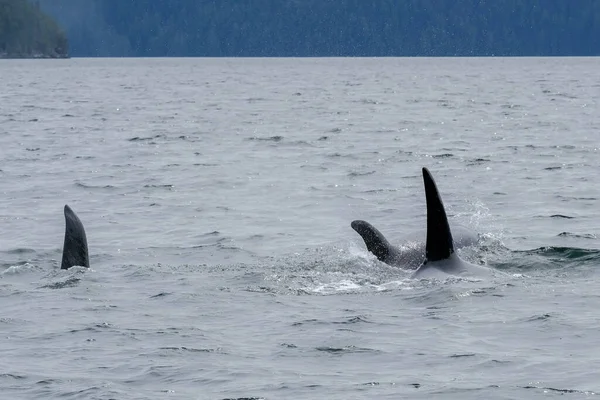 Three killer whales in Tofino with the fin above water, view from boat on two killer whale