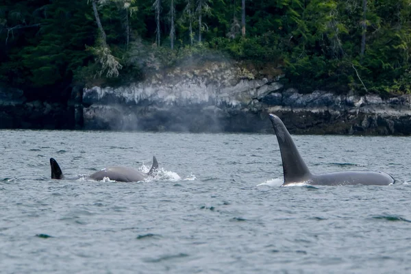 两只虎鲸在托菲诺，鳍在水面上，从船上看到两只虎鲸 — 图库照片