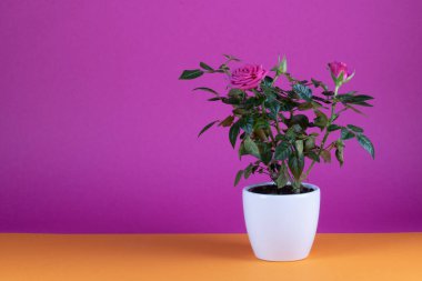 Beyaz saksıda pembe güller, mor arkaplan, kopyalama alanı