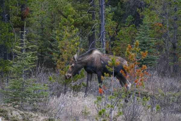 Un orignal erre dans les forêts du parc national Banff, en Alberta — Photo