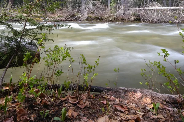 Στενός ποταμός στο δάσος με φύλλα σε πρώτο πλάνο, μεγάλη έκθεση, πάρκο επάνδρωσης, κανάδα — Φωτογραφία Αρχείου