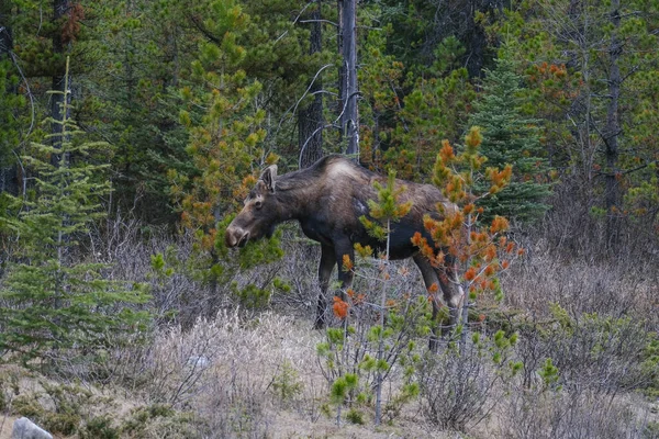 Un orignal erre dans les forêts du parc national Banff, en Alberta — Photo