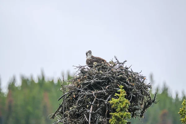 Один орлан в гнезде, Национальный парк Джаспер, Альберта, Канада — стоковое фото