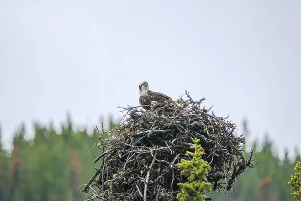 En ørn i et rede, Jasper nasjonalpark, Alberta, Canada – stockfoto