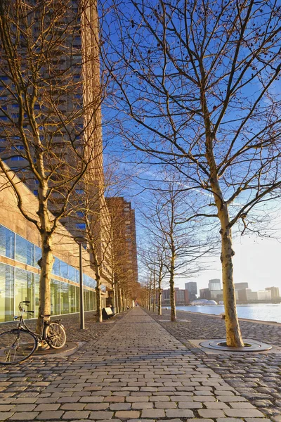 Rotterdam - 14 February 2019: Rotterdam, The Netherlands. One bicycle is parked against a tree, water and buildings in background. At sunrise with sunshine and shadows on buildings, Kop van Zuid