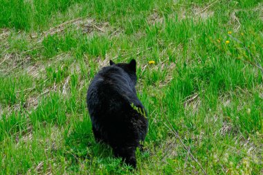 Çimlerde bir kara ayı, karahindiba, arka planda ağaçlar, Manningpark, Kanada