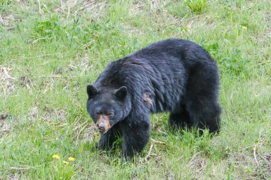 Çimlerde yaralı bir kara ayı, burnun bir kısmı gitmiş, arka planda ağaçlar, Manning Park, Kanada