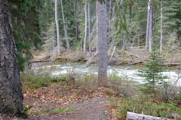 Fiume stretto nella foresta con foglie in primo piano, lunga esposizione, parco con equipaggio, Canada — Foto Stock