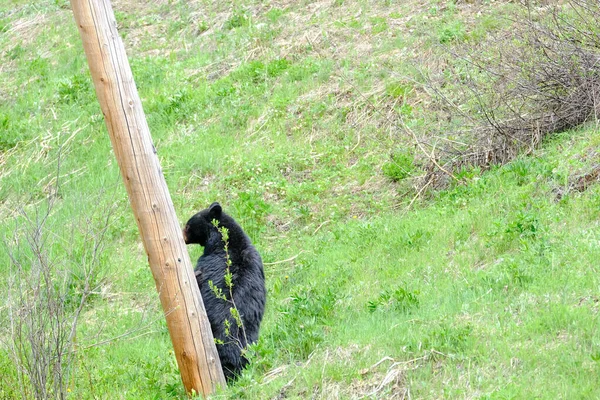 Um urso negro na grama ao lado de um polo grosso, Manning Park, Canadá — Fotografia de Stock
