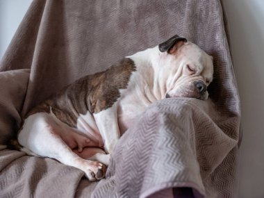 Oturan, kahverengi ve beyaz bir İngiliz bulldog. Komik bir yüz ifadesi var. Sandalyede oturuyor.