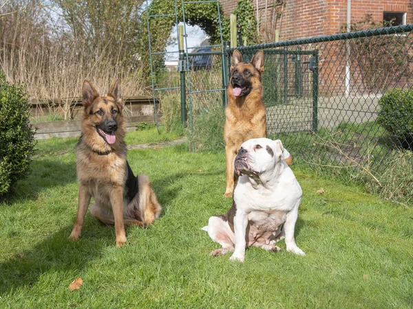 Drie honden in de tuin. Portret van twee Duitse herders en een Engelse buldog, Friesland, Nederland — Stockfoto