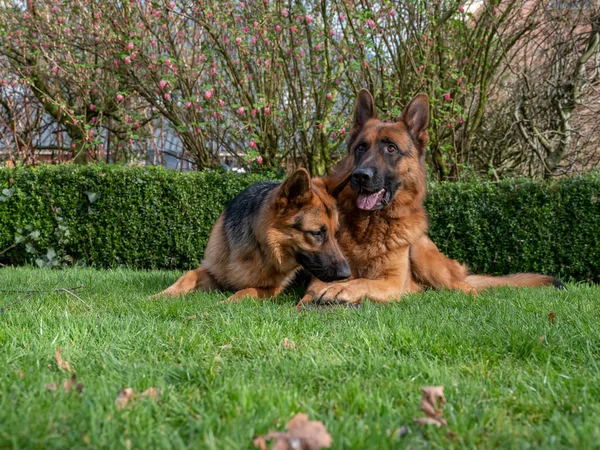 Portret van een Duitse herder, 3 jaar oud, portret, vooraan. Liggen in gras, Friesland Nederland — Stockfoto