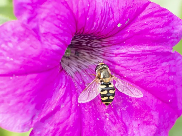 Крупный план пчелы, собирающей пыльцу с розового цветка петунии. Цвета и фоновое изображение этой крупной пчелы, летящей в центре цветка — стоковое фото
