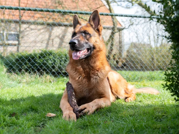 Bir Alman çoban köpeği portresi, 3 yaşında, önünde portre. Hollanda, Friesland 'da çimlerin üzerinde yatıyor.