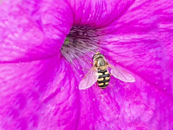 Primer plano de la recolección de abejas polen de una flor de petunia rosa. Hermosos colores e imagen de fondo de esta gran abeja volando en el centro de la flor —  Fotos de Stock
