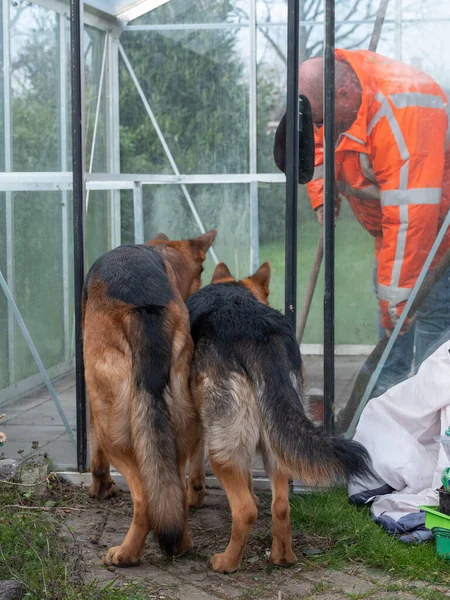 Porträtt av en två tyska Shepherds, hundar, titta hur en man städar upp i växthuset — Stockfoto