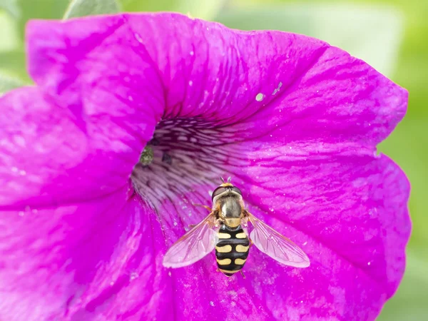 Крупный план пчелы, собирающей пыльцу с розового цветка петунии. Цвета и фоновое изображение этой крупной пчелы, летящей в центре цветка — стоковое фото
