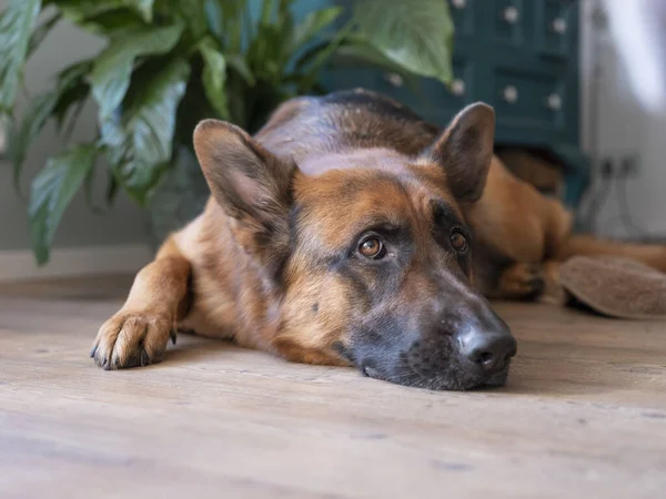 Bir Alman çoban köpeği portresi, 3 yaşında, önünde portre. Hollanda 'da, yerde yatıyor.
