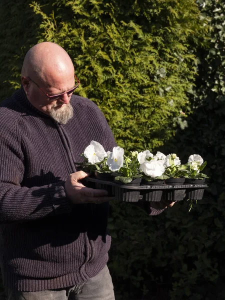 Пожилой лысый мужчина стоит в саду с белыми скрипками в цветочных горшках в руках. Большие цветущие белые фиалки на зеленом фоне изгороди. Селективный фокус — стоковое фото