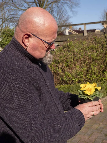 Пожилой лысый мужчина стоит в саду с желтым примулой в пластиковом цветочном горшке в руках. Желтая Примула Вулгарис. Country Garden Primula Flowers, spring — стоковое фото