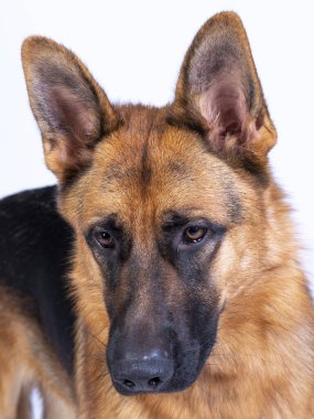 Bir Alman çoban köpeği portresi, 3 yaşında, beyaz arka planda, fotokopi-uzay