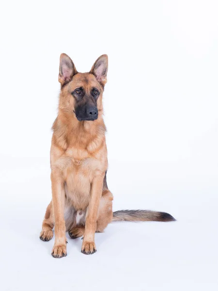 Portrait d'un berger allemand, 3 ans, assis en plein corps, devant fond blanc, espace-copie — Photo