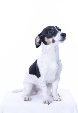 Kahverengi, siyah ve beyaz Jack Russell Terrier bir stüdyoda poz veriyor, sağa bakıyor, beyaz arka planda izole edilmiş, kopyalama alanı