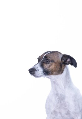 Kahverengi, siyah ve beyaz Jack Russell Terrier bir stüdyoda poz veriyor, sola bakıyor, beyaz arka planda izole edilmiş, bir sürü kopya alanı var.