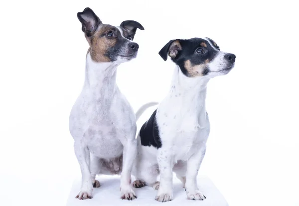Dos Jack Russell Terrier de color marrón, blanco y negro posando en un estudio, los perros miran a la derecha, aislados sobre un fondo blanco, espacio para copiar — Foto de Stock