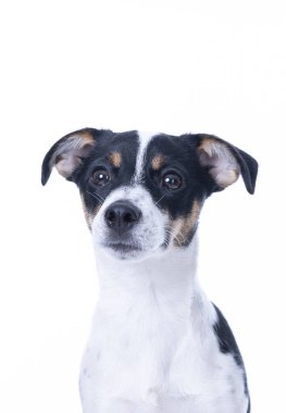 Kahverengi, siyah ve beyaz Jack Russell Terrier stüdyoda poz veriyor, köpek doğrudan kameraya bakıyor, vesikalık, beyaz arka planda izole edilmiş,