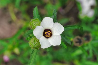 Beyaz renkli çiçek, sarı kalp, doğal yeşil arkaplan, seçici odak