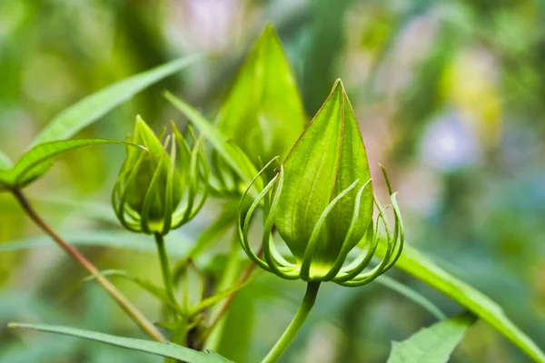 자연적 인 녹색 배경에 대해 고립된 꽃봉오리, 선택적 인 초점 — 스톡 사진