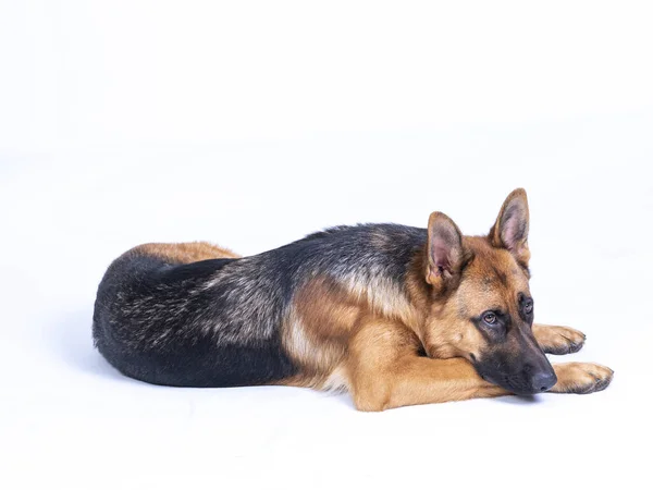 Portrait d'un berger allemand, 3 ans, corps entier, couché sur fond blanc, espace-copie — Photo