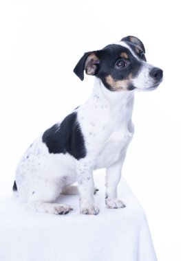 Kahverengi, siyah ve beyaz Jack Russell Terrier bir stüdyoda poz veriyor, sağa bakıyor, beyaz arka planda izole edilmiş, kopyalama alanı