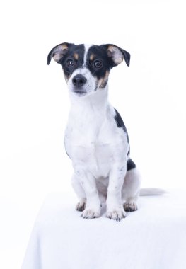 Kahverengi, siyah beyaz Jack Russell Terrier stüdyoda poz veriyor, köpek kameraya bakıyor, beyaz arka planda izole edilmiş, kopyalama alanı var.