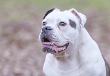 Yüzünde komik bir ifade, seçici odaklanma ve göze odaklanma olan beyaz ve kahverengi bir İngiliz Bulldog kafası portresi.