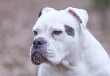 Yüzünde komik bir ifade, seçici odaklanma ve göze odaklanma olan beyaz ve kahverengi bir İngiliz Bulldog kafası portresi.