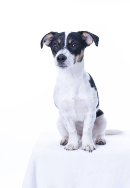 Kahverengi, siyah beyaz Jack Russell Terrier stüdyoda poz veriyor, köpek kameraya bakıyor, beyaz arka planda izole edilmiş, kopyalama alanı var.